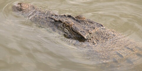 Crocodile under Water with Rainforest