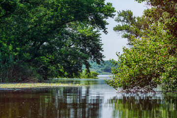 Beautiful summer landscape – tree branches hanging over calm river, reflecting on water surface,...