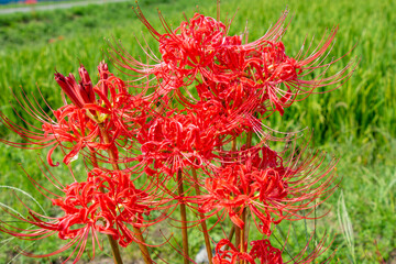 秋に咲く彼岸花と稲穂　鹿児島県出水平野