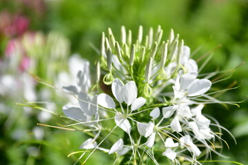 White Flowers