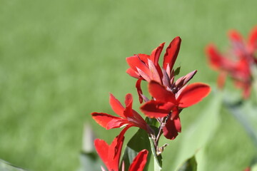 Red Flowers