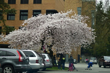 White Cherry Blossoms