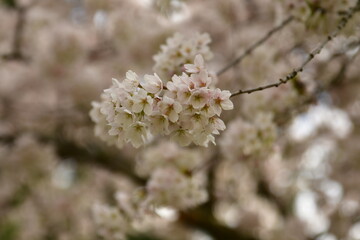 White Cherry Blossoms