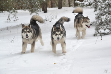 Alaskan Malamute on a walk in winter