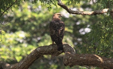 Crested Hawk Eagle under Shade on The Tree