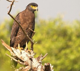 Crested Serpent-Eagle on The Alert with Rain Forest