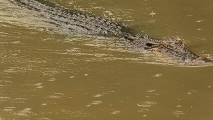 Creeping Threat of Crocodile with Rain Forest
