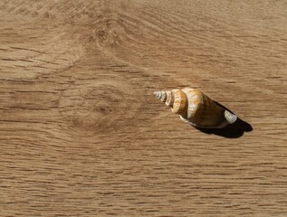 Sea snail shell on wooden background. Copy space. Holiday souvenir.