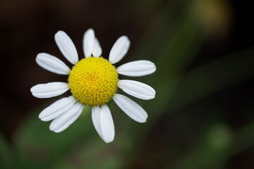 Fototapeta premium Daisy flower on a blurry background, top view. Daisy close-up.