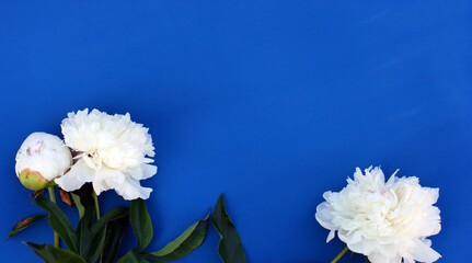 Top view background with pion flowers. Flowers composition. Mock up with plants. Flat lay with Flowers on blue table. Woman day concept. Copyspace for text. 