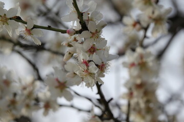 Amandier en fleur