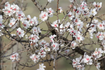 Amandier en fleur