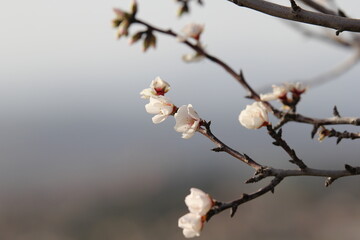 Amandier en fleur