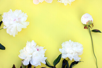 Photo of white pion flowers with yellow background. Summer concept. Floral background for web site, greeting card, banner, flower shop. Flat lay with copy space