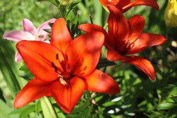Lilium Lilia © Perovskia