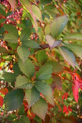 Winobluszcz dzikie wino Parthenocissus