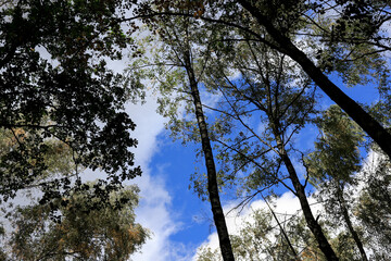 trees and sky