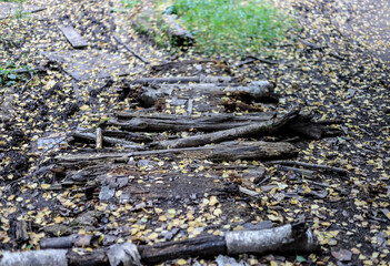 he logs are lying on the ground in the forest in the form of a bridge