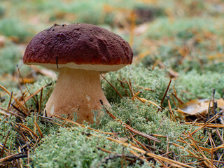 Boletus pinophilus. Beautiful boletus  mushroom in forest. Delicious porcini