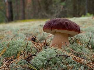 Boletus pinophilus. Beautiful boletus  mushroom in forest. Delicious porcini