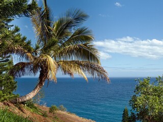A southern dream Atlantic Ocean, blue sky and lush palm trees on the Canary Island of Tenerife.