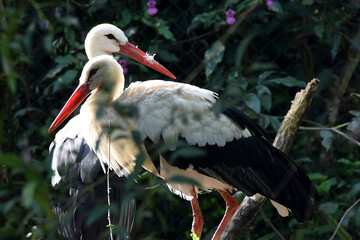 Storch, Storchenpaar