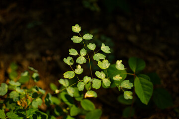 Flowers in a mid days sun, summer.