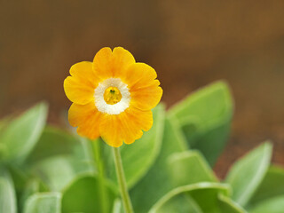 Pretty little yellow Primula auricula flower and green leaves