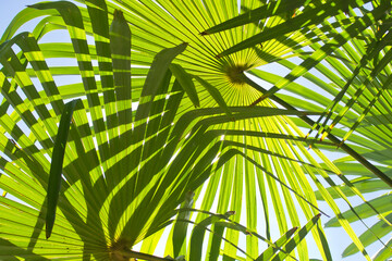 Palmwedel im Gegenlicht von der Sonne durchschienen