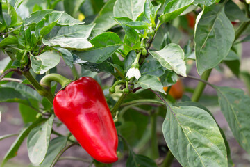 red and green peppers on the vine