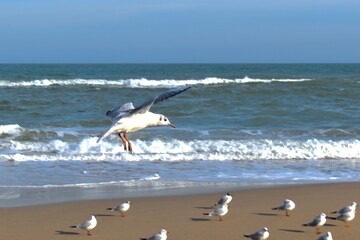 Photo of a seagull flying by the sea