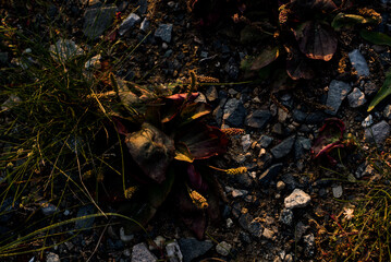 leaves on the ground