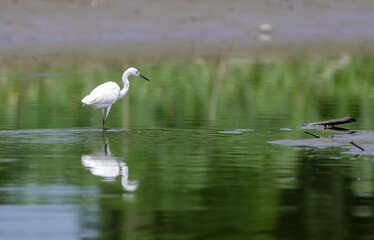 The little egret is a species of small heron in the family Ardeidae.