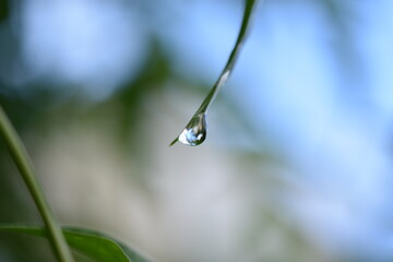 gota de agua deslizándose sobre una hoja