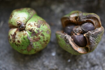 Fruta y semillas del camelio