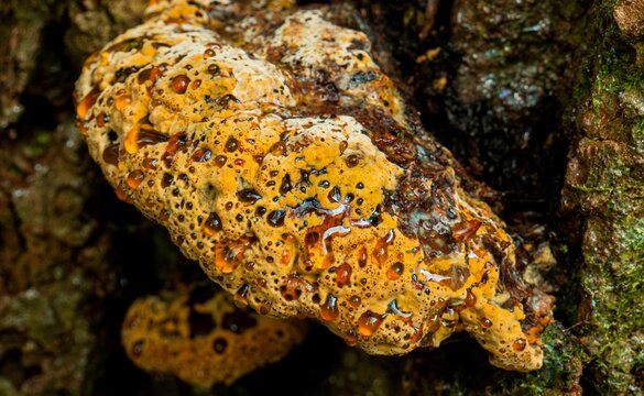 Sweaty Fungus - Fomitopsis Pinicola also known as Shelf or Bracket fungus - oozing guttation droplets