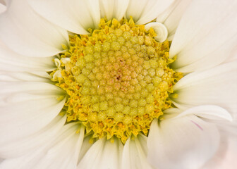 white and yellow daisy flower in bloom