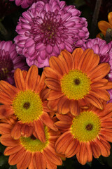 close up of  a bouquet of flowers in bloom