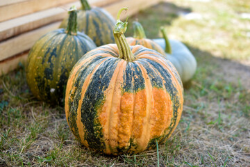Yellow green pumpkin in the garden in autumn