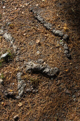 
Tree roots and crumbling needles on a walking trail in an autumn forest