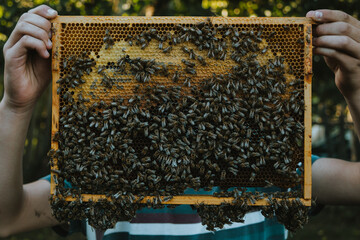 Pszczoły na ramie - obrazy, fototapety, plakaty