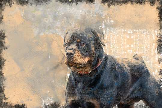 Portrait of a male Rottweiler. Black dog with well-developed musculature. Pet. Digital watercolor painting.