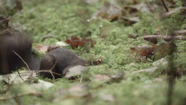 european squirrel in a German forest