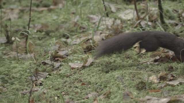 european squirrel in a German forest