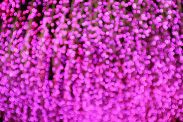 Abstract Blurred Vibrant Orchid Pink Illuminated Lights for Background or Banner