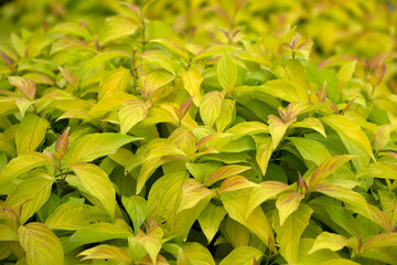Closeup of leaves of Cornus sericea 'Kelsey's Gold' shrub in a garden in Autumn