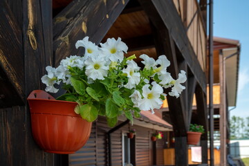 Fototapeta na wymiar A flowerpot with a blooming white petunia of the Mambo F1 variety hangs on a wooden post outside the house in the shade on a sunny summer day.