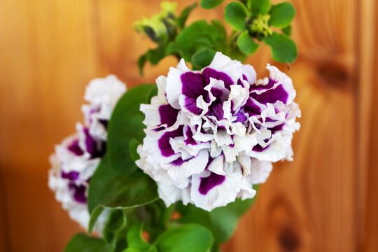 Terry petunia flower Pirouette parple F1 close-up on a wooden background.