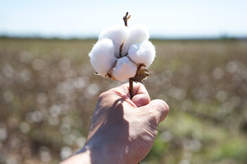 detail of the farmer's hand holding a cotton flower from the cotton plant. It is the product of his...