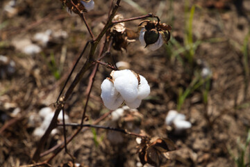 cotton in its plant ready to be harvested by the harvesting machine. It is organic cotton with no artificial treatments.